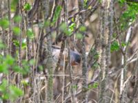 Curruca cantillans ad male Kärleksstigen, Skanör, Falsterbohalvön, Vellinge, Skåne, Sweden 20180501B_0115