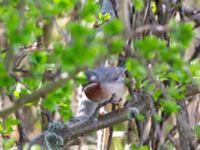 Curruca cantillans ad male Kärleksstigen, Skanör, Falsterbohalvön, Vellinge, Skåne, Sweden 20180501B_0128