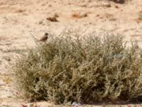 Curruca conspicillata male Pumping House, Dakhla, Western Sahara, Morocco 20180221_0192
