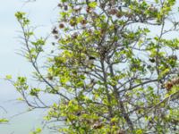 Curruca crassirostris crassirostris Valley 3.5 km NNE Lemshveniera, Kakheti, Georgia 20180429_0362