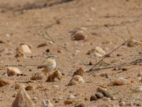 Curruca deserti Km 169, Awsard Road N3, Western Sahara, Morocco 20180221_0101