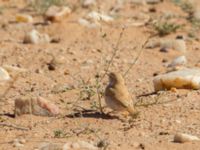 Curruca deserti Km 169, Awsard Road N3, Western Sahara, Morocco 20180221_0110