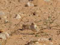 Curruca deserti Km 169, Awsard Road N3, Western Sahara, Morocco 20180221_0113