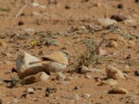 Curruca deserti Km 169, Awsard Road N3, Western Sahara, Morocco 20180221_0114