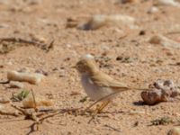 Curruca deserti Km 169, Awsard Road N3, Western Sahara, Morocco 20180221_0120