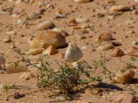 Curruca deserti Km 169, Awsard Road N3, Western Sahara, Morocco 20180221_0136