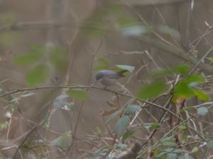 Curucca subalpina - Moltoni's Warbler - Moltonisångare