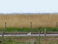 Platalea leucorodia Findus sunkdamm, Tygelsjö ängar, Malmö, Skåne, Sweden 20200516_0055