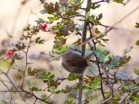 Troglodytes troglodytes Klagshamns udde, Malmö, Skåne, Sweden 20191015_0025