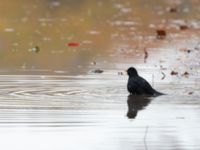 Turdus merula ad male Klagshamns udde, Malmö, Skåne, Sweden 20191020_0012