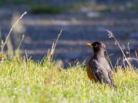 Turdus migratorius migratorius ad Hillside Park, Anchorage, Alaska, USA 20140629_0085