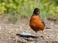 Turdus migratorius migratorius ad Hillside Park, Anchorage, Alaska, USA 20140629_0092