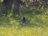 Turdus torquatus male Djungelparken, Bunkeflostrand, Malmö, Skåne, Sweden 20230430_0131