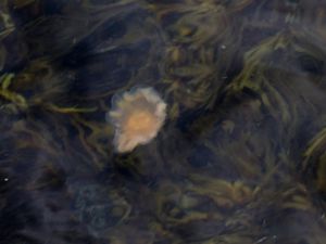 Cyanea capillata - Lion's Mane Jellyfish - Röd brännmanet