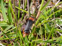 Cantharis fusca Dalen, Hov, Båstad, Skåne, Sweden 20230530_0014