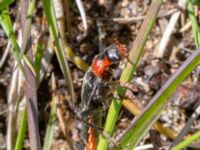 Cantharis fusca Dalen, Hov, Båstad, Skåne, Sweden 20230530_0015