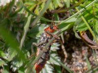 Cantharis fusca Dalen, Hov, Båstad, Skåne, Sweden 20230530_0016