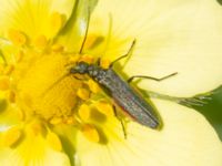 Oedemera virescens Vanningen, Vellinge, Skåne, Sweden 20240613_0010