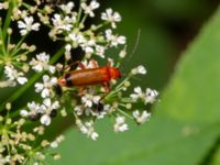 Rhagonycha fulva Fågelsångsdalen, Lund, Skåne, Sweden 20200714_0035