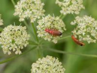 Rhagonycha fulva Lill Olas, Landskrona, Skåne, Sweden 20170708_0045