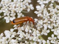 Rhagonycha fulva Svanetorpsvägen, Åkarp, Lomma, Skåne, Sweden 20160705_0050