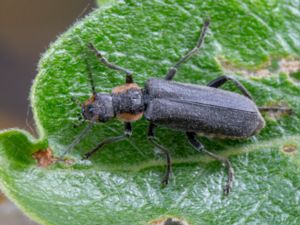 Cantharis obscura