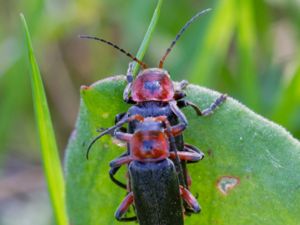 Cantharis rustica - Rustic Sailor Beetle