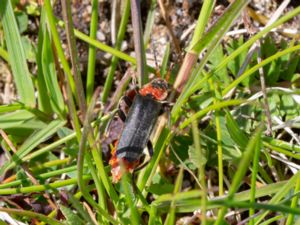 Donacia cinerea - Stor flugbagge