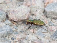 Cicindela campestris Fjärilsvägen, Grinduga, Gävle, Gästrikland, Sweden 20150705_1307