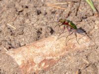 Cicindela campestris Långalvaret, Borgholm, Öland 20180809_0100