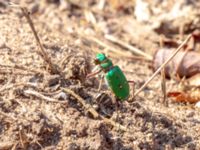 Cicindela campestris Långalvaret, Borgholm, Öland 20180809_0102