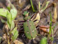 Cicindela campestris Orröds gård, Klippan, Skåne, Sweden 20150511_0023