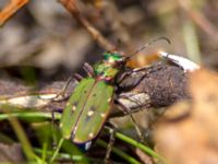 Cicindela campestris Traneröds mosse, Eslöv, Skåne, Sweden 20130505B-11