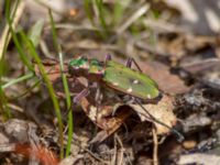 Cicindela campestris Traneröds mosse, Eslöv, Skåne, Sweden 20130505C-13