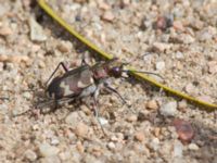 Cicindela hybrida Everöds motorcrossbana, Kristianstad, Skåne, Sweden 20140717_0026