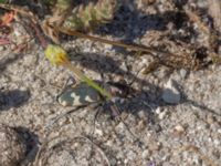 Cicindela hybrida Sandheden, Klagshamns udde, Malmö, Skåne, Sweden 20240806_0250