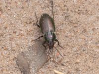 Poecilus versicolor NV grandungen, Toarp, Malmö, Skåne, Sweden 20230630_0113