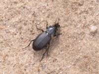 Pterostichus melanarius NV grandungen, Toarp, Malmö, Skåne, Sweden 20230630_0105