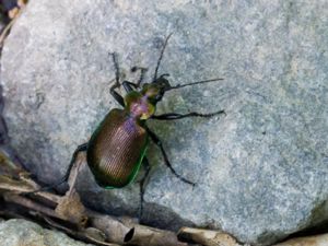 Calosoma sycophanta - Forest Caterpillar Hunter - Stor larvmördare