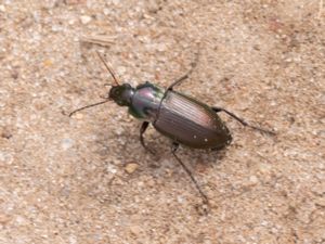 Poecilus versicolor - Vårsollöpare