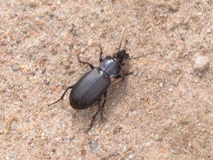 Pterostichus melanarius - Vårsollöpare