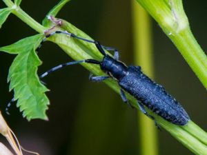 Agapanthia villosoviridescens - Golden-bloomed Grey Longhorn - Tistelbock