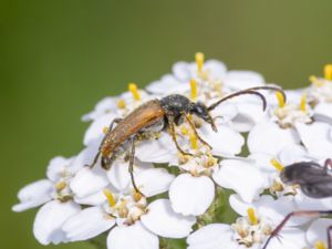 Pseudovadonia livida - Sidenblombock