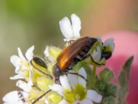 Pseudovadonia livida Borrebacke, Klagshamn, Malmö, Skåne, Sweden 20220629_0013