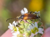 Pseudovadonia livida Borrebacke, Klagshamn, Malmö, Skåne, Sweden 20220629_0014