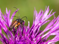 Pseudovadonia livida Everöds gamla banvall, Kristianstad, Skåne, Sweden 20130713-166