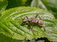 Rhagium mordax Byåsabacken, Ramsåsa, Tomelilla, Skåne, Sweden 20170506_0067