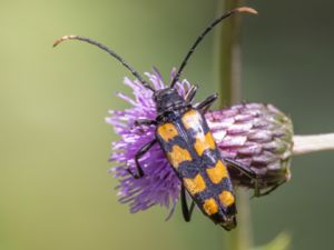 Rutpela quadrifasciata - Fyrbandad blombock