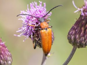 Stictoleptura rubra - Red-brown Longhorn Beetle - Gulröd blombock