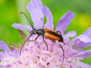 Stenurella melanura - Ängsblombock